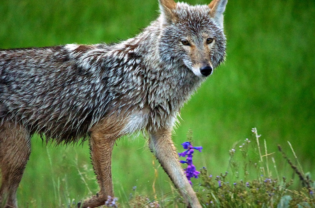 Yellowstone_07_2012_1113